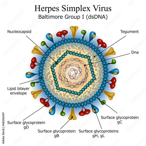 Štruktúra vírusu herpes simplex