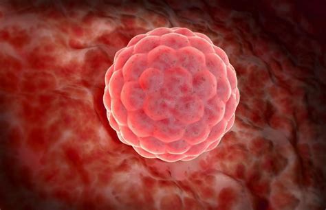 Ilustrácia oplodneného vajíčka putujúceho do maternice