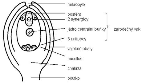 Schéma znázorňujúca umiestnenie oplodneného vajíčka pri normálnom a mimomaternicovom tehotenstve.