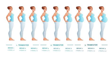 Ilustrácia zmien v tele ženy v 21. týždni tehotenstva
