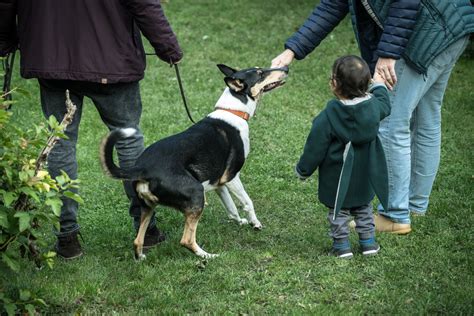 Proces adopcie na Slovensku
