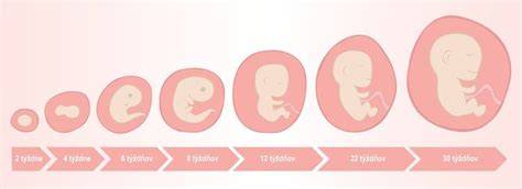 7. týždeň tehotenstva: ultrazvuk, žĺtkový vak, vývoj a tipy pre prvý trimester