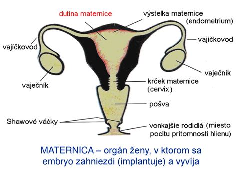 Zväčšujúca sa maternica v tehotenstve