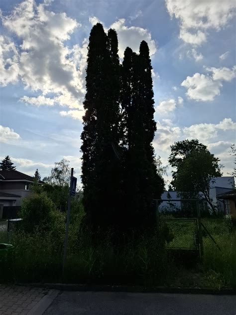 Fotka treviso4-obsah-1.jpg