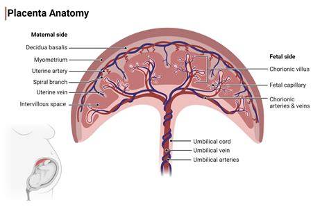 Placenta anatomia - plodová a materinská strana, pupočná šnúra