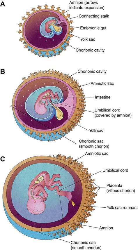 Infografika: Anatomická hudba pupočníka a placenta - 3 cievy, Whartonov rôsol, amnion