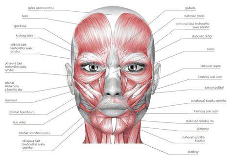 Infografika: Anatomia tváre bábiky a rozloženie očí, nosa a úst