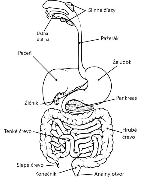 Grafické znázornenie tráviacej sústavy