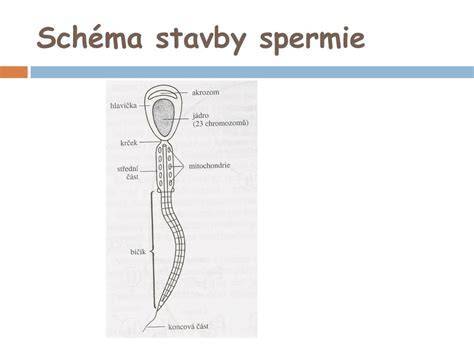 Infografika: Cesta spermií k vajíčku (anatomia a kroky oplodnenia)