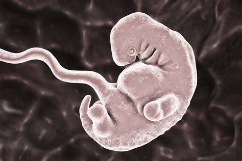 Ako vyzerá embryo v 5. týždni tehotenstva a čo sa deje vo vývoji a v tele matky