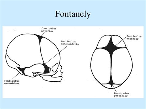 Infografika: Fontanely - veľká a malá fontanela, ich umiestnenie a uzatváranie