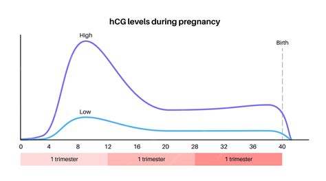 Infographic_hCG_spike_timeline