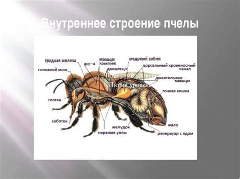 Infografika: Schéma štruktúry chromozómu, jeho častí a úsekov