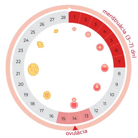 Grafické znázornenie menštruačného cyklu a plodných dní