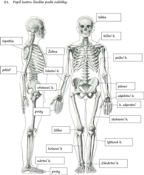 Ilustrácia kostry s vyznačením vápnika