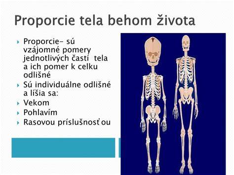 Infografika: Základné proporcie ľudského tela a pomery
