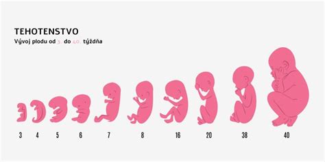 Infografika: Vývoj pohybov bábätka v brušku podľa týždňov tehotenstva
