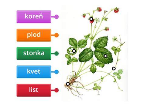 Diagram: Časti detských okuliarov a ich funkcie