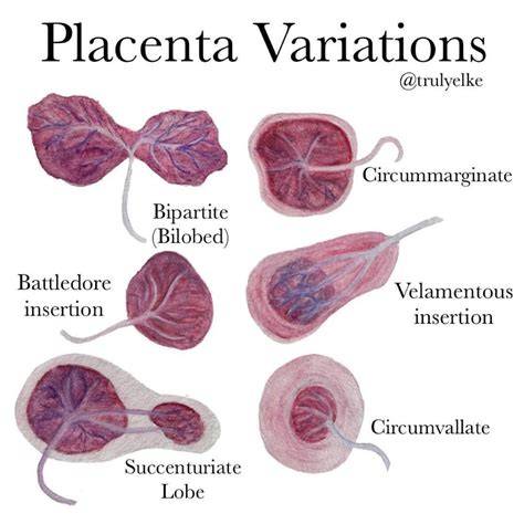 Battledore placenta význam