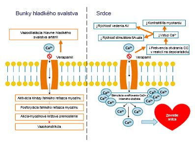 Infografika: Mechanizmus účinku betahistínu a jeho účinky na vnútorné ucho