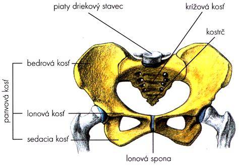 Infografika: anatomia panvy, lonová spona a placenta