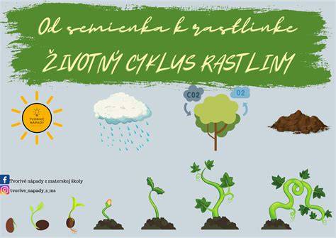Infografika: Životný cyklus pohánky - semeno, klíčenie, kvitnutie, plodenie