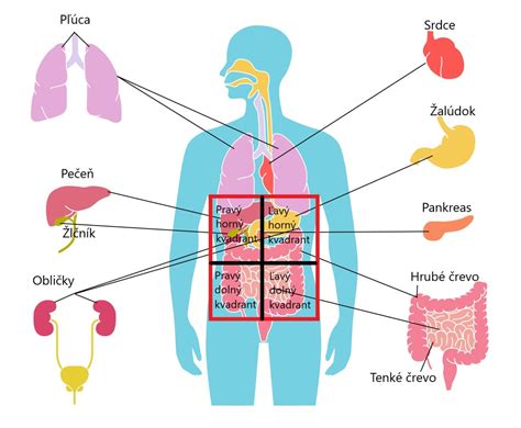 Mapa orgánov brušnej dutiny