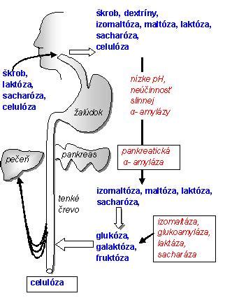 schéma energetického metabolizmu