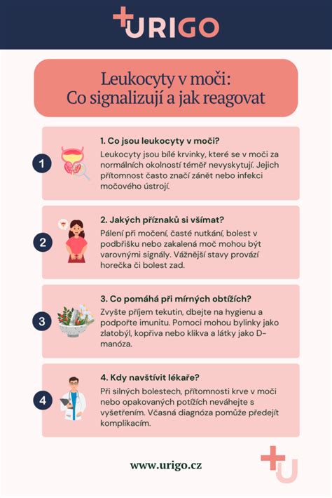 Infografika: Princíp ovulačného testu (LH detekcia v moči)