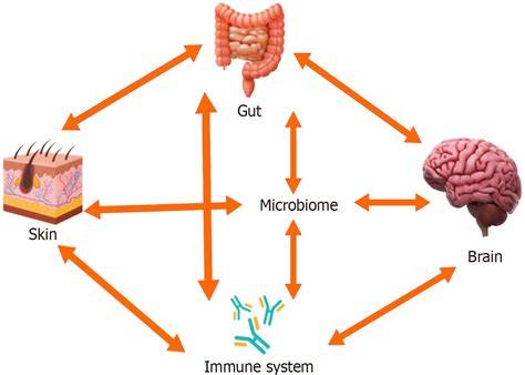 Infografika: Gut-skin axis a črevný mikrobióm