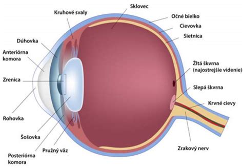 Obrázok: anatomia oka a spojivky