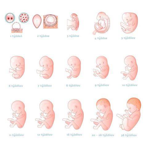Prezretá placenta v 39. týždni tehotenstva: riziká a postup vyšetrovania a starostlivosti