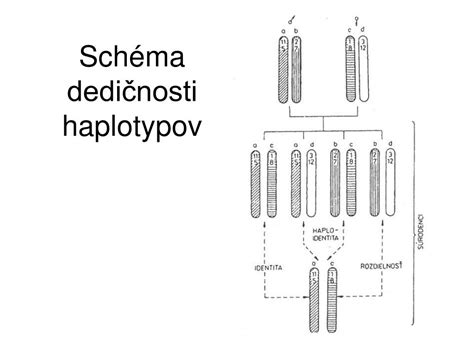 Schéma dedičnosti autozómovo dominantných a recesívnych ochorení