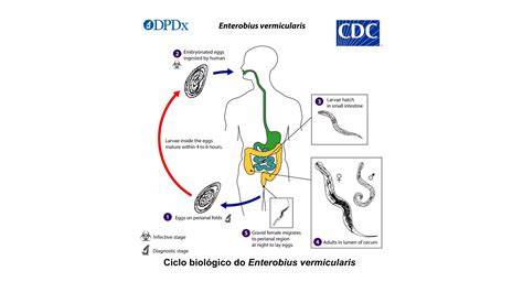Infografika o životnom cykle Enterobius vermicularis a postupoch prevencie