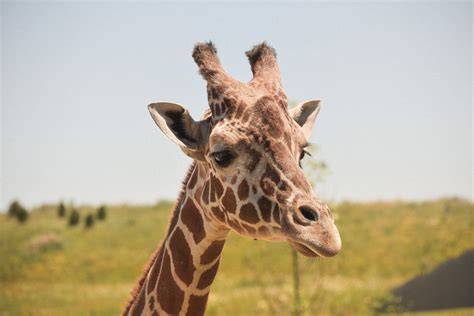 Fotografie komody a doplňků Safari Žirafa