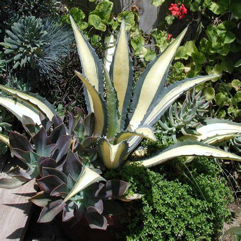 Obraz Agave Americana v skleníkoch Trenčianske Teplice