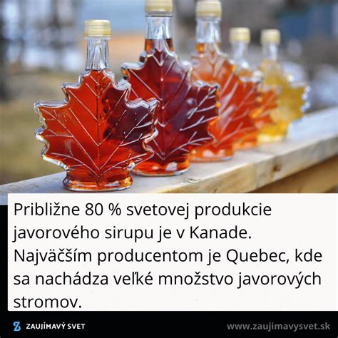 Infografika: Ako vzniká javorový sirup a ktoré časti javorov sú využívané