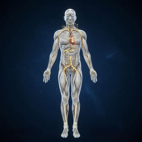 Schéma osi črevo-mozog a jej prepojenia s imunitným a nervovým systémom