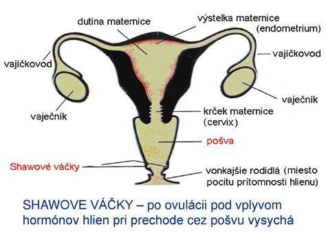 Schéma: prepojenie diéty, tehotenstva a medziľudských vzťahov