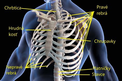 Anatomické znázornenie kĺbu postihnutého dnou
