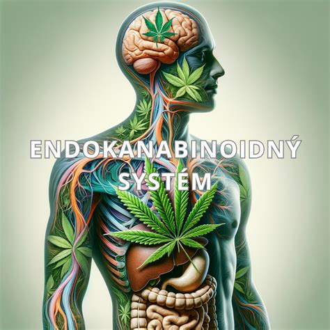 Infografika: Endokanabinoidný systém a jeho úloha v regulácii chuti do jedla