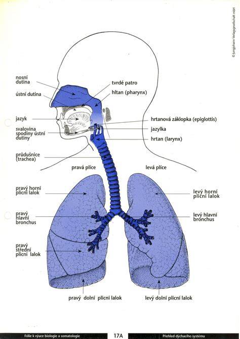 Schéma anatomie hlasiviek a priechodnosti dýchacích ciest
