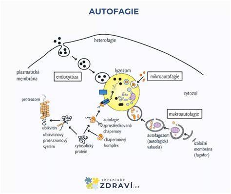 Schéma autofágie a pôstu v kontexte dlhovekosti