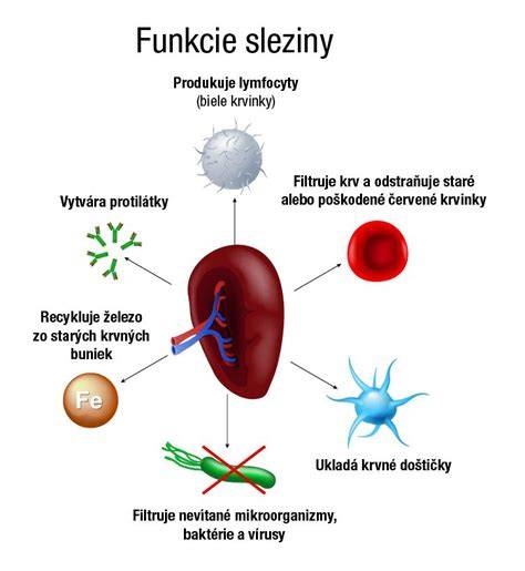 Infografika: Základné makroživiny a ich funkcie