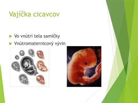 Infografika znázorňujúca vnútromaternicový vývin a placentu u cicavcov