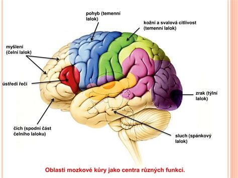Schéma fungovania mozgu dieťaťa a učenia