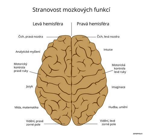 Infografika: Rozdelenie hemisfér mozgu a funkcií