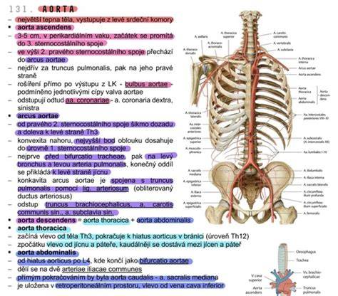 Infografika: Cievny a krvnotvorný systém a typy anémií