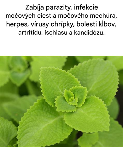 Hygienické jednoduché pravidlá pri infekciách močových ciest