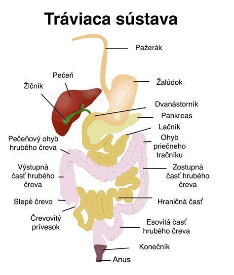 Infografika: Tok žlče cez tráviaci trakt a miesta, kde diéta pôsobí